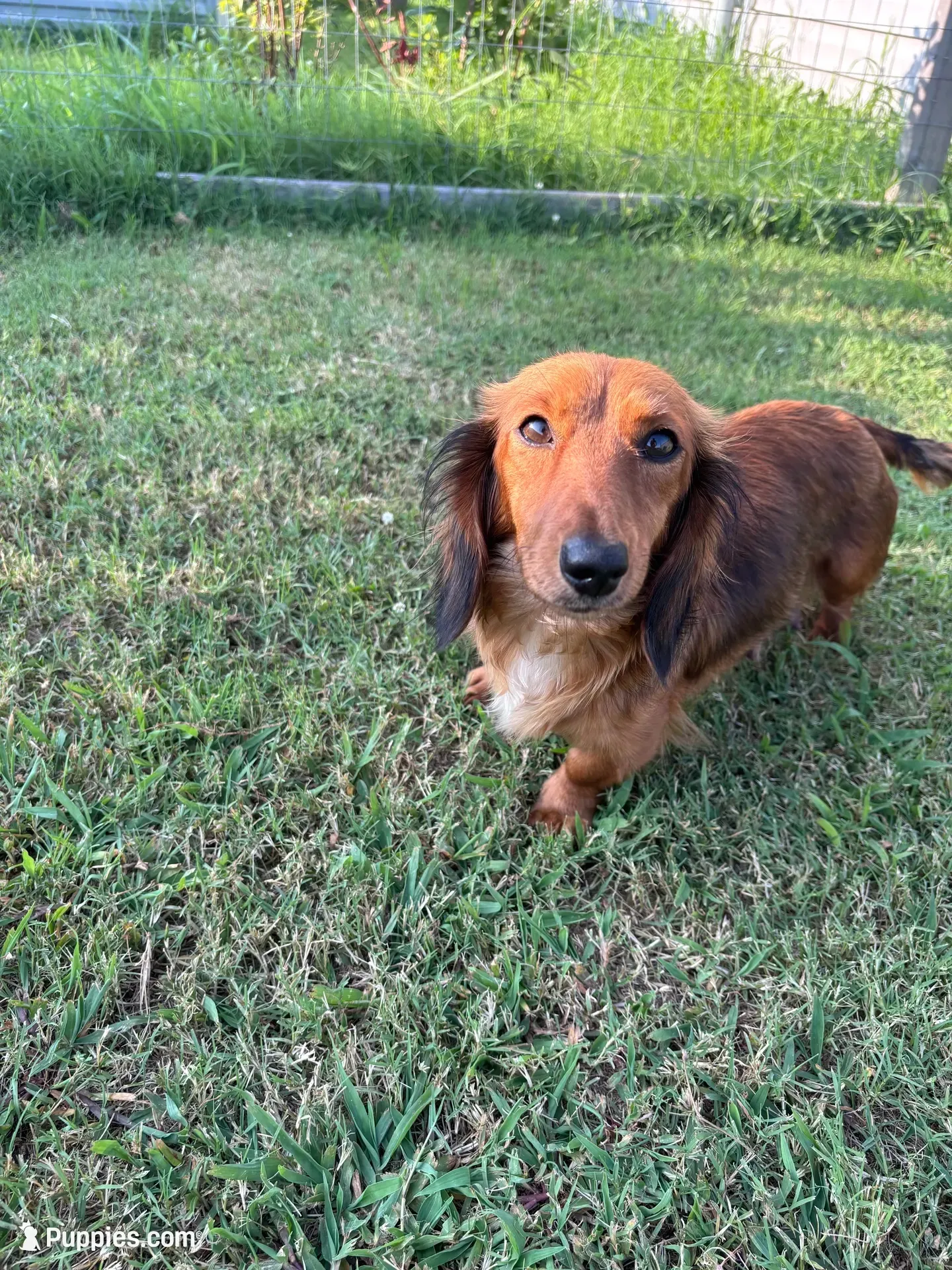 Midnight , a female Miniature Dachshund for sale in Elkins, AR – 4 of 5