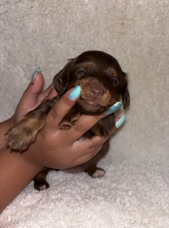 Chocolate  – Miniature Dachshund puppy for sale in Elkins, AR