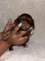 Chocolate , a female Miniature Dachshund for sale in Elkins, AR – 1 of 4