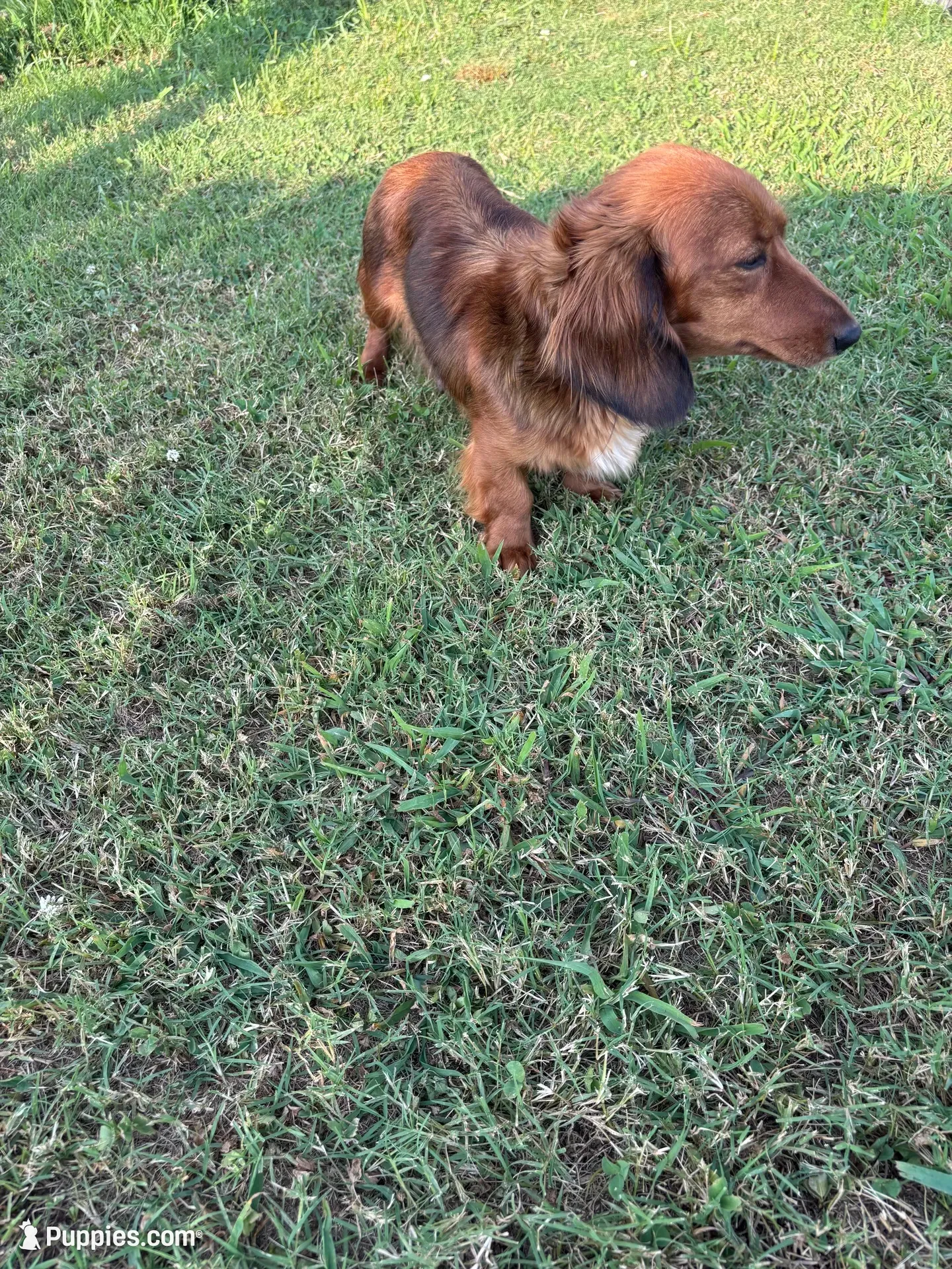 Cookies and cream, a female Miniature Dachshund for sale in Elkins, AR – 9 of 9