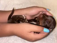 Chocolate , a female Miniature Dachshund for sale in Elkins, AR – 4 of 4