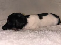 Dippin Dots, a female Miniature Dachshund for sale in Elkins, AR – 1 of 4