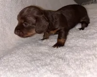 Chocolate , a female Miniature Dachshund for sale in Elkins, AR – 2 of 4