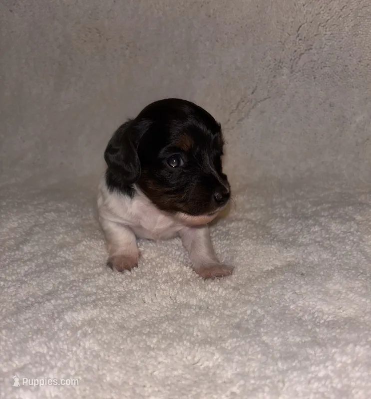 Cookies and cream – Miniature Dachshund puppy for sale in Elkins, AR