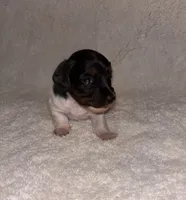 Cookies and cream, a female Miniature Dachshund for sale in Elkins, AR – 1 of 9