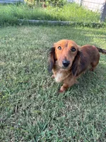 Akc Dippin Dots, a female Miniature Dachshund for sale in Elkins, AR – 6 of 6