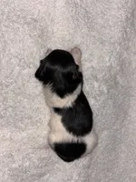 Dippin Dots, a female Miniature Dachshund for sale in Elkins, AR – 3 of 4
