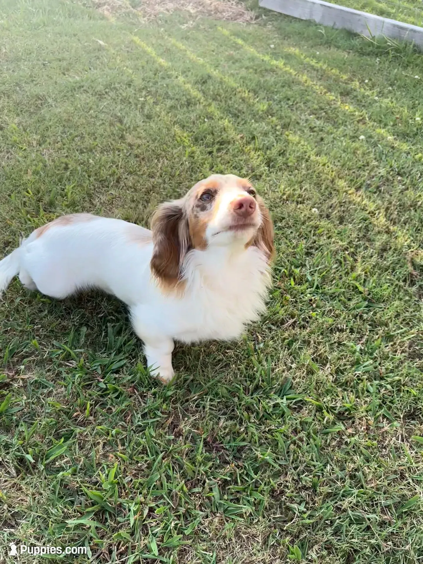 Midnight , a female Miniature Dachshund for sale in Elkins, AR – 5 of 5