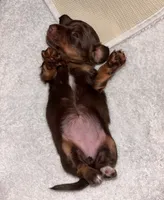 Chocolate , a female Miniature Dachshund for sale in Elkins, AR – 3 of 4