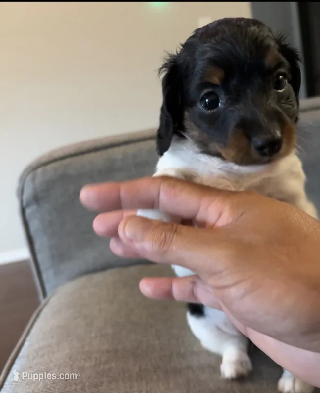 Akc Cookies and cream – Miniature Dachshund puppy for sale in Elkins, AR