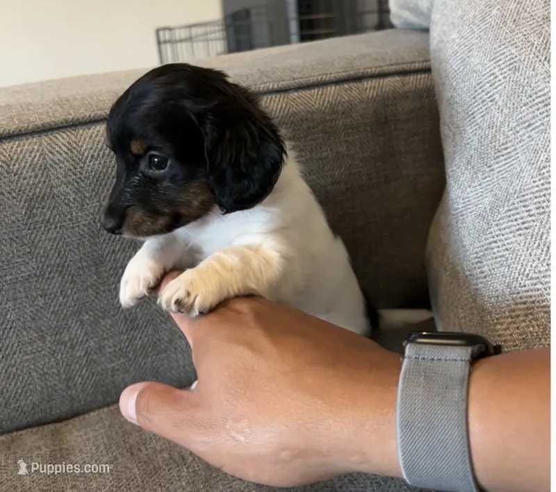 Akc Dippin Dots – Miniature Dachshund puppy for sale in Elkins, AR