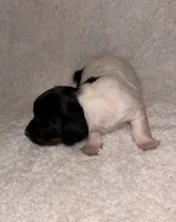 Cookies and cream, a female Miniature Dachshund for sale in Elkins, AR – 3 of 9