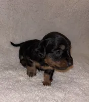 Midnight , a female Miniature Dachshund for sale in Elkins, AR – 2 of 5