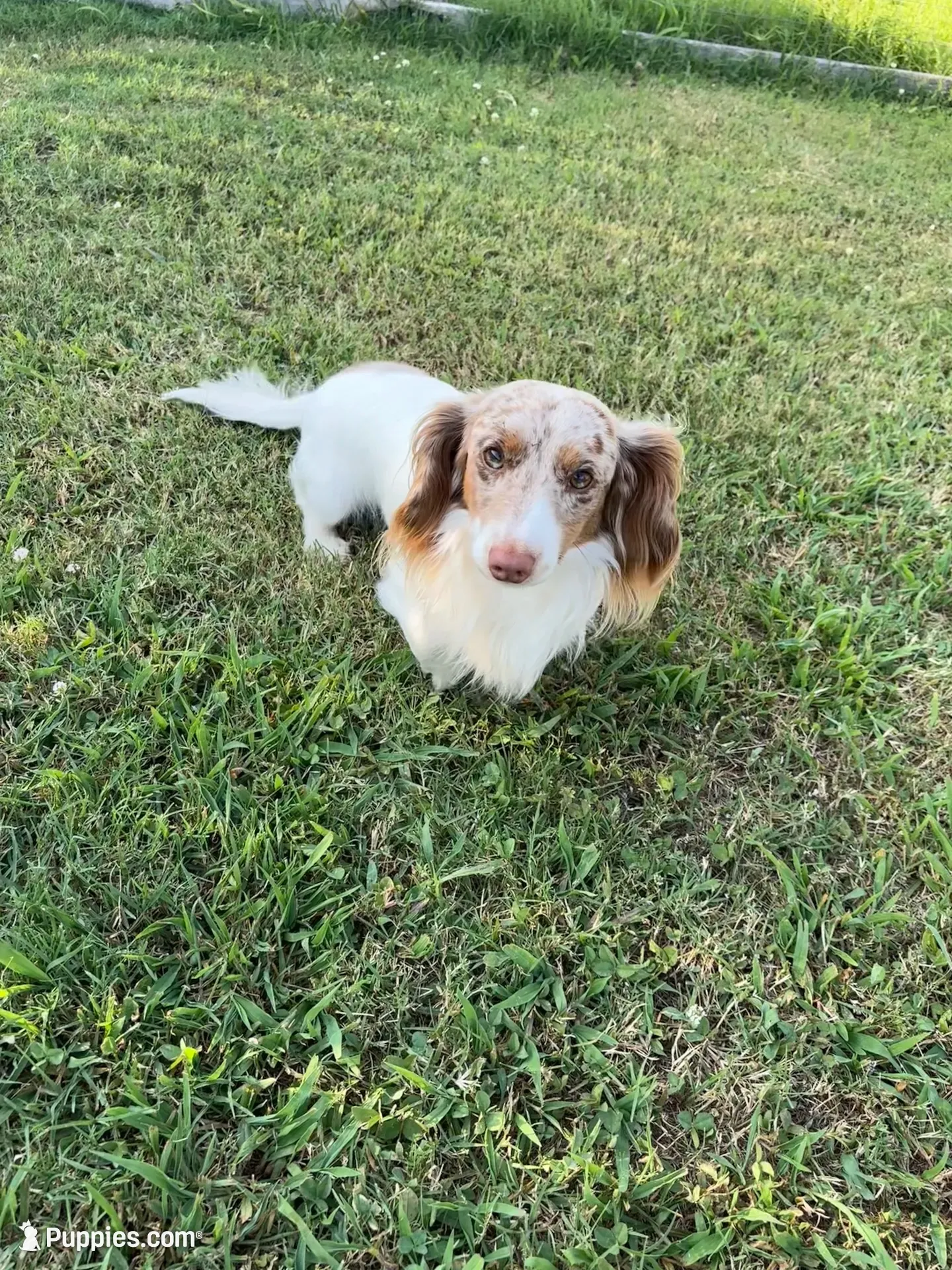 Cookies and cream, a female Miniature Dachshund for sale in Elkins, AR – 8 of 9