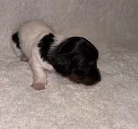 Cookies and cream, a female Miniature Dachshund for sale in Elkins, AR – 5 of 9
