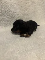 Midnight , a female Miniature Dachshund for sale in Elkins, AR – 3 of 5