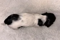 Cookies and cream, a female Miniature Dachshund for sale in Elkins, AR – 4 of 9
