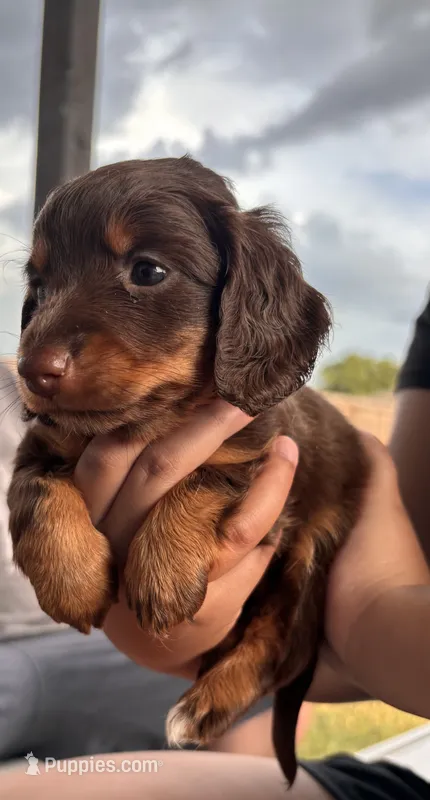 Akc Chocolate  – Miniature Dachshund puppy for sale in Elkins, AR