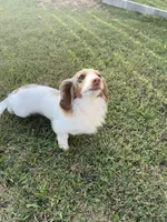 Akc Dippin Dots, a female Miniature Dachshund for sale in Elkins, AR – 5 of 6