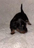 Midnight , a female Miniature Dachshund for sale in Elkins, AR – 1 of 5