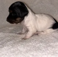 Cookies and cream, a female Miniature Dachshund for sale in Elkins, AR – 2 of 9