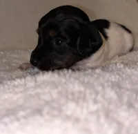 Dippin Dots, a female Miniature Dachshund for sale in Elkins, AR – 4 of 4