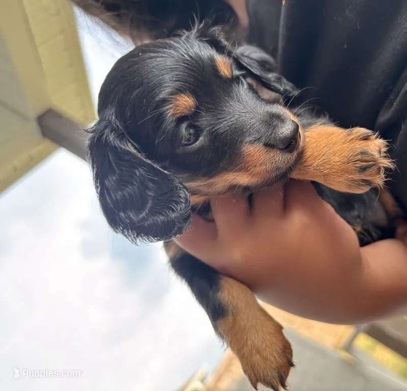Akc Midnight  – Miniature Dachshund puppy for sale in Elkins, AR