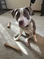 Lilly, a female American Pit Bull Terrier for sale in Oshkosh, WI – Photo 2 of 2