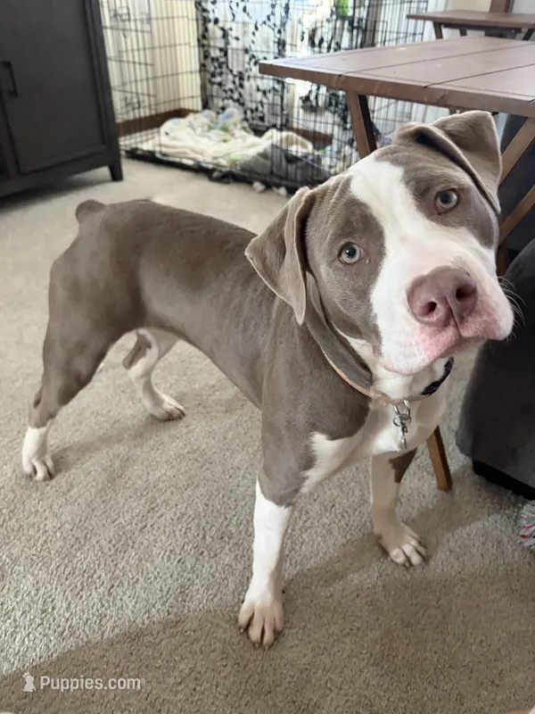 Lilly – American Pit Bull Terrier puppy for sale in Oshkosh, WI