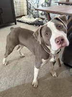 Lilly, a female American Pit Bull Terrier for sale in Oshkosh, WI – Photo 1 of 2