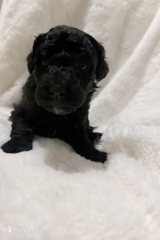 Bryce – Goldendoodle puppy for sale in Ball, LA