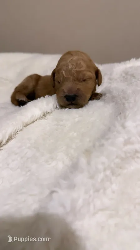 Brinley  – Goldendoodle puppy for sale in Ball, LA