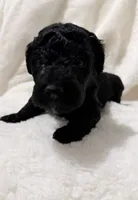 Barkley, a female Goldendoodle for sale in Ball, LA – 8 of 8