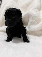 Brooke, a female Goldendoodle for sale in Ball, LA – 2 of 5