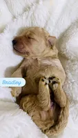 Bradley, a male Goldendoodle for sale in Ball, LA – 3 of 3