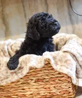 Brooke, a female Goldendoodle for sale in Ball, LA – 1 of 5