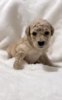 Bambi, a female Goldendoodle for sale in Ball, LA – 1 of 7
