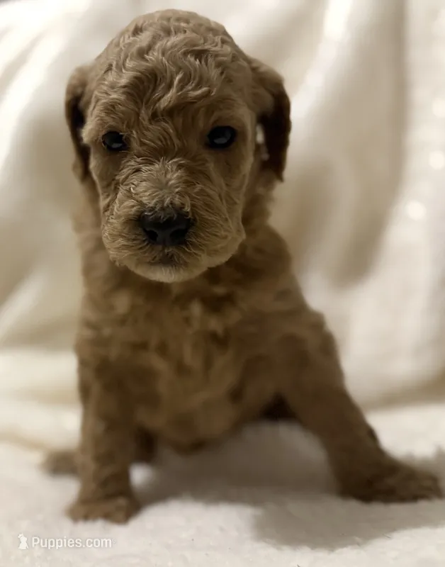 Brinley  – Goldendoodle puppy on hold in Ball, LA
