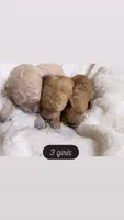 Bambi, a female Goldendoodle for sale in Ball, LA – 2 of 6