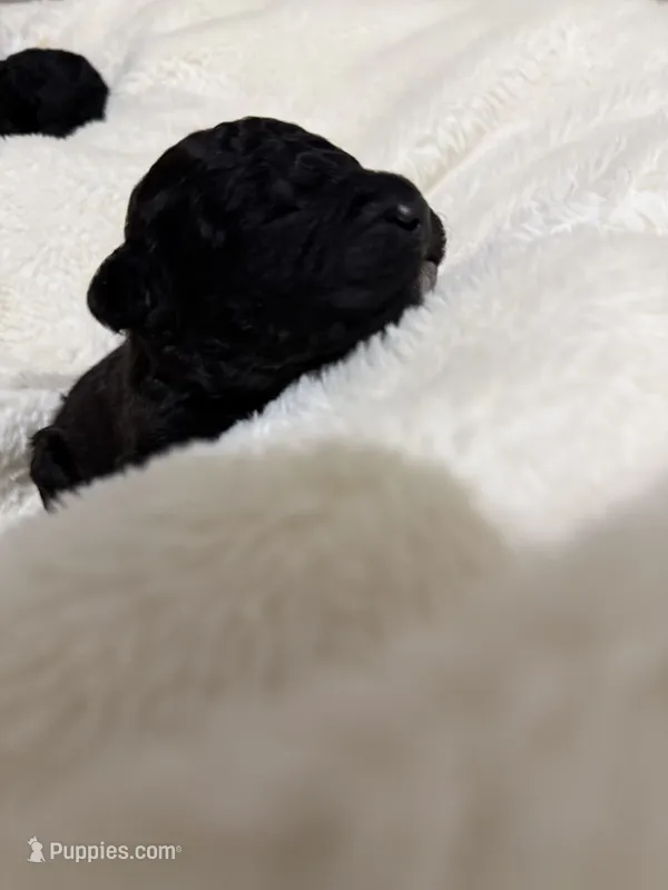 Barkley – Goldendoodle puppy for sale in Ball, LA
