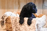 Barkley, a female Goldendoodle for sale in Ball, LA – 1 of 8