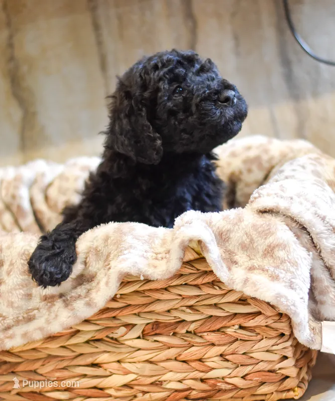 Bella – Goldendoodle puppy for sale in Ball, LA