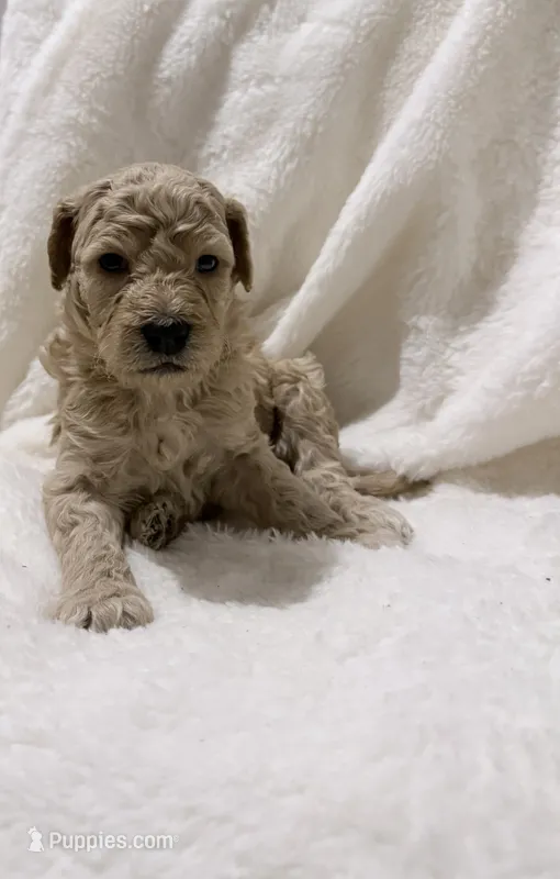 Bradley – Goldendoodle puppy on hold in Ball, LA