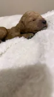 Brinley , a female Goldendoodle for sale in Ball, LA – 2 of 4