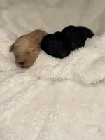 Bradley, a male Goldendoodle for sale in Ball, LA – 2 of 3