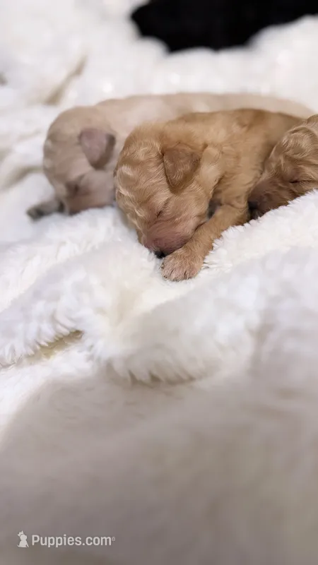 Bloomington – Goldendoodle puppy for sale in Ball, LA