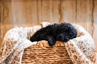 Boston, a male Goldendoodle for sale in Ball, LA – 1 of 2