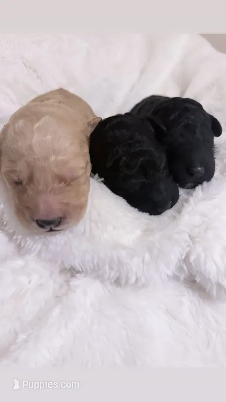 Bradley – Goldendoodle puppy on hold in Ball, LA