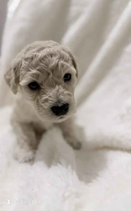 Bloomington – Goldendoodle puppy for sale in Ball, LA