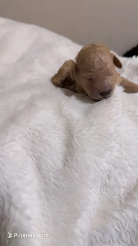 Bambi – Goldendoodle puppy for sale in Ball, LA
